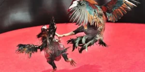 Chinh Phục Đấu Trường Đá Gà Sabong MMLive Với Mẹo Cược Đỉnh Cao