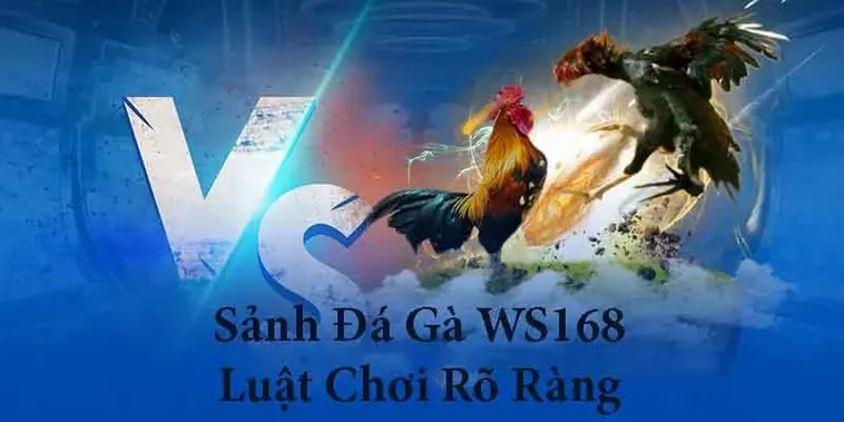 Hướng Dẫn Cách Chơi Đá Gà WS168 Tại MMLive Cho Kê Thủ Chuyên Nghiệp