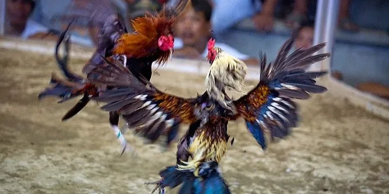 Chinh Phục Đấu Trường Đá Gà Sabong MMLive Với Mẹo Cược Đỉnh Cao